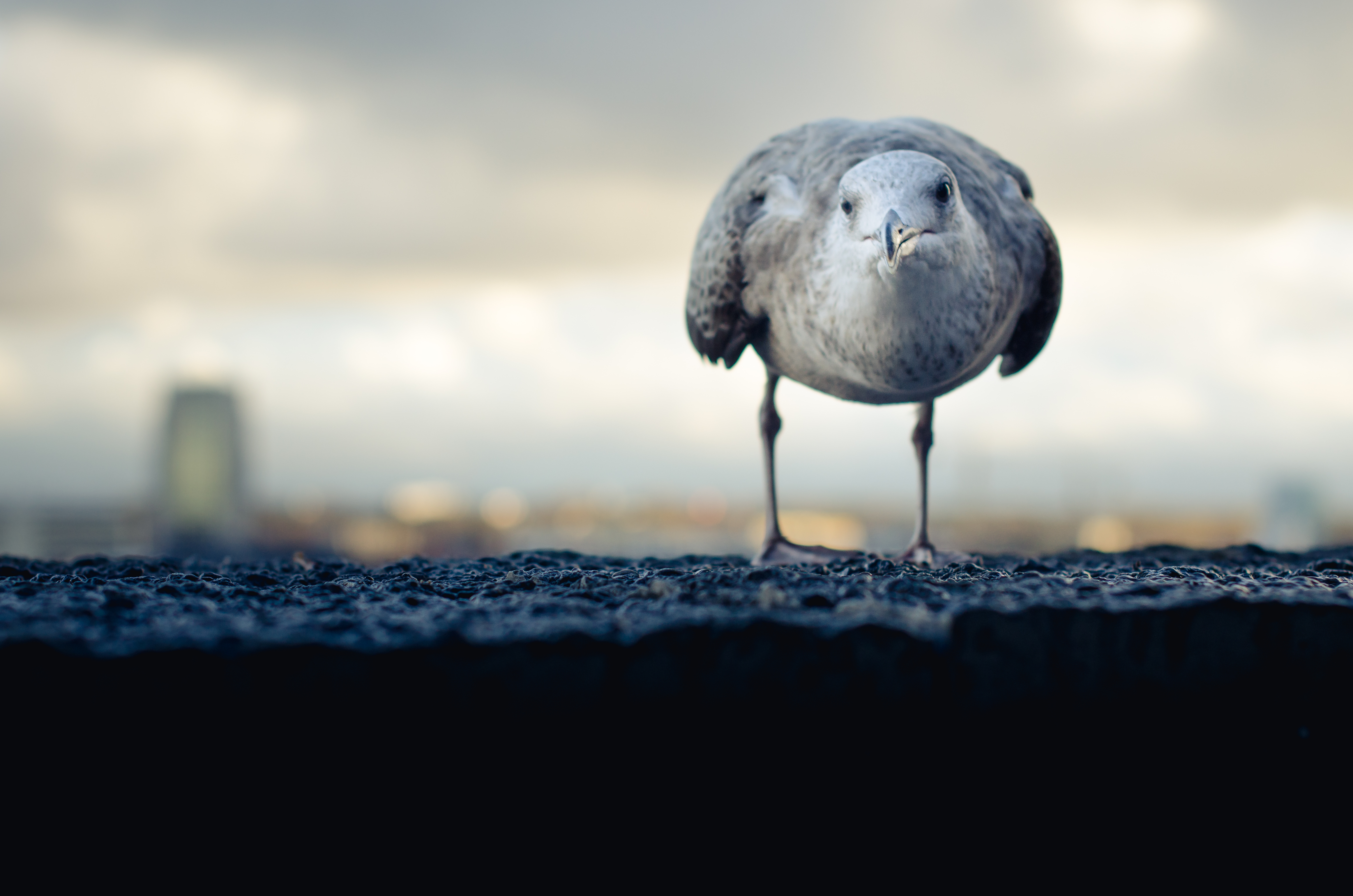 © Roland Parnaud